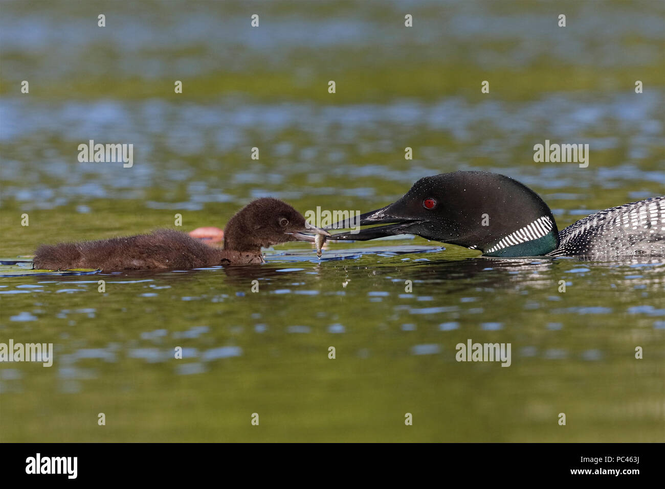 Un plongeon huard (Gavia immer) alimente un poisson fraîchement pêché pour ses chick - Ontario, Canada Banque D'Images