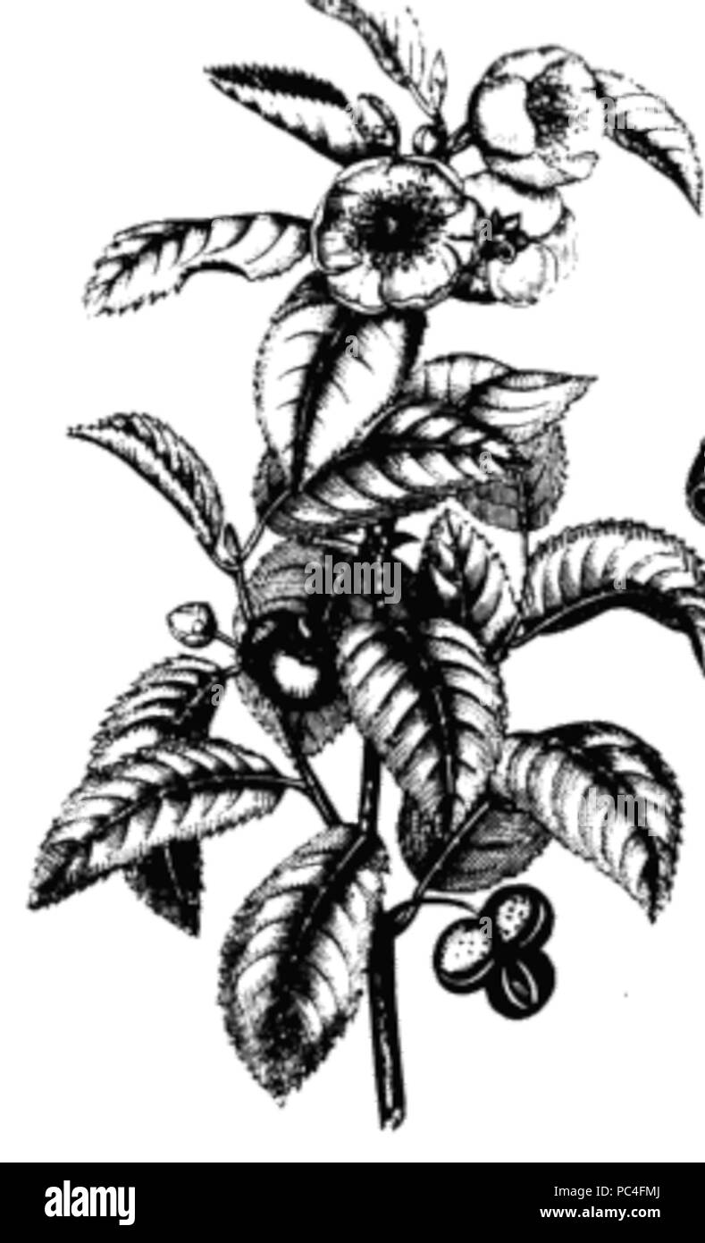 589 Dessin de l'usine de thé Banque D'Images