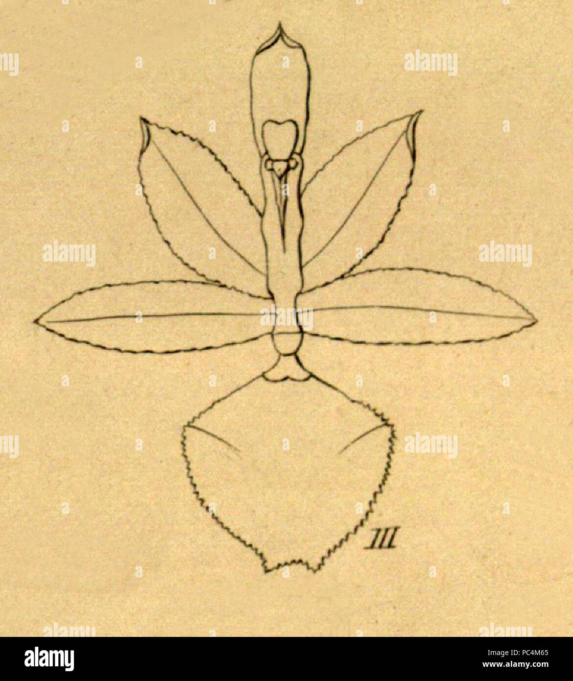 338 Kefersteinia stapelioides - découpe de Xenia vol 1 pl 25 fig III (1858) Banque D'Images