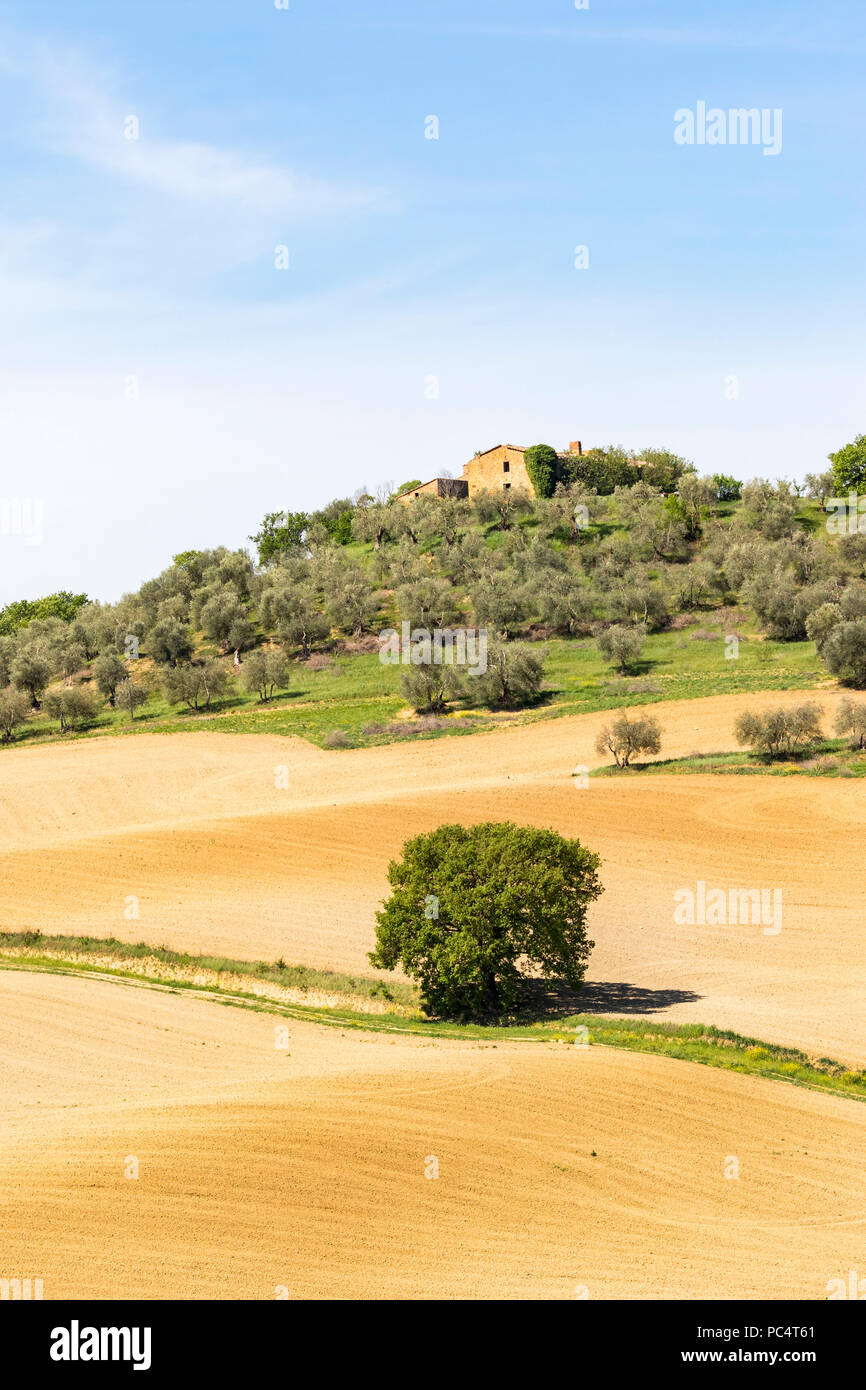 Lonely tree sur un chemin de terre dans un champ avec une ferme d'olive Banque D'Images