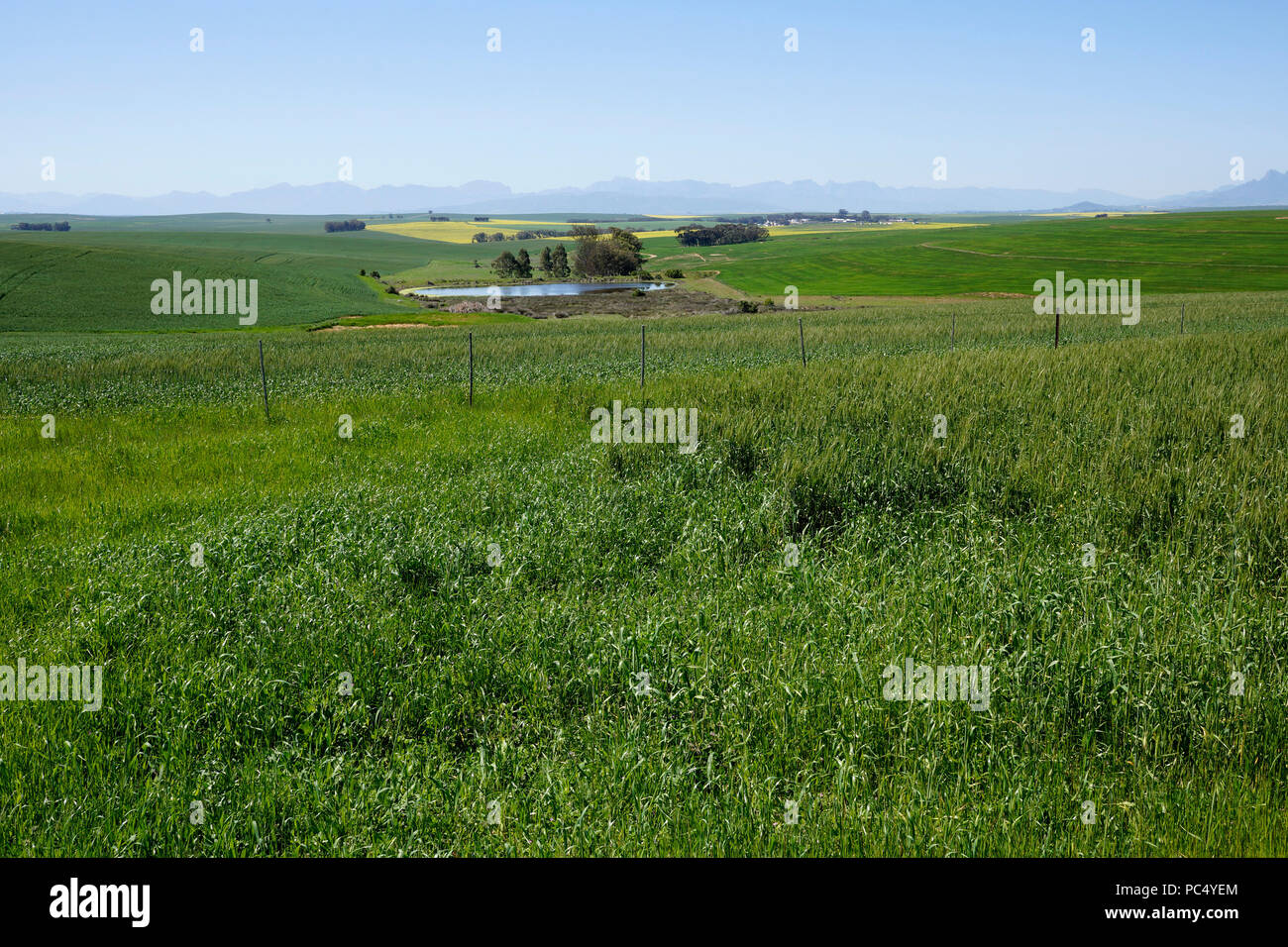 Wheatfield près de Caledon, dans la région d'Overberg de la province du Cap-Occidental en Afrique du Sud. Banque D'Images