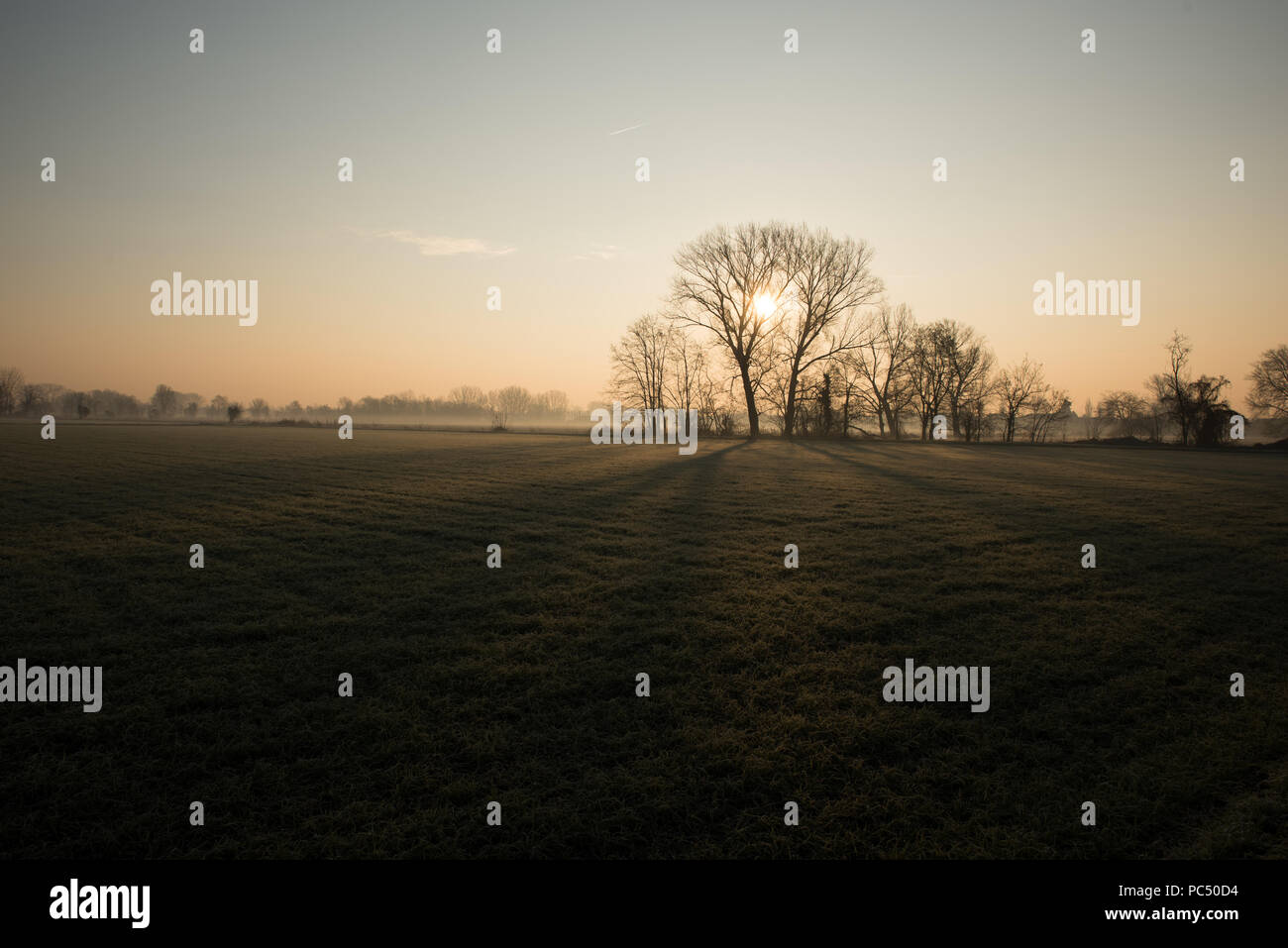 Arbres d'hiver au lever du soleil dans la campagne du nord de l'Italie Banque D'Images
