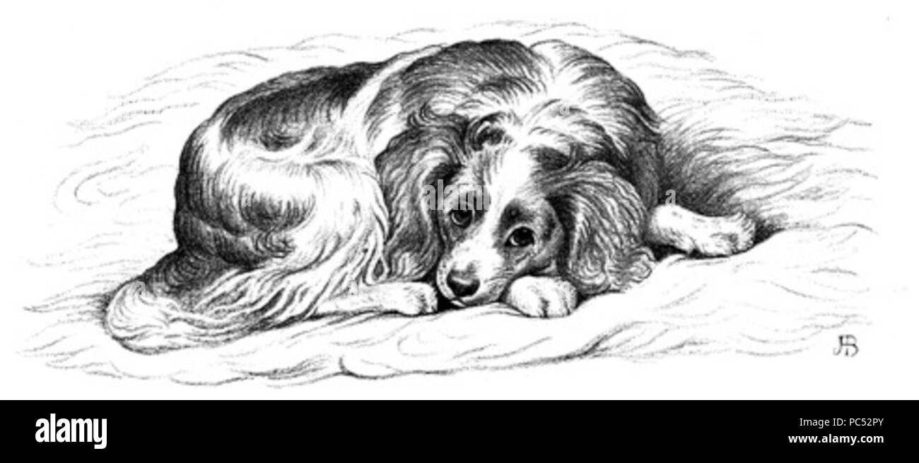 23 Chien sur un tapis Banque D'Images 23 Chien sur un tapis Banque D'Images