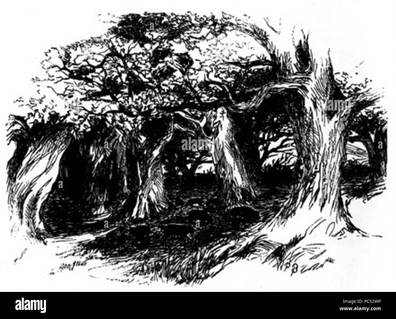 23 Dessin d'arbres Banque D'Images