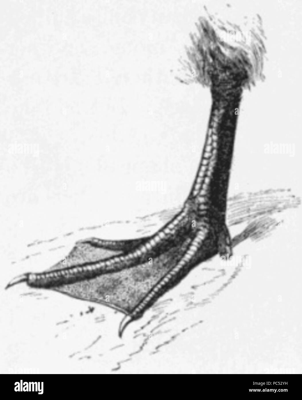 23 Duck's Foot Dimensions Banque D'Images