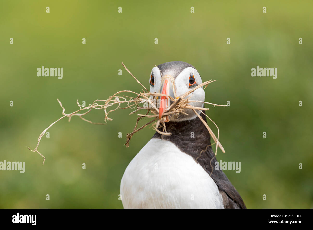 Macareux moine (Fratercula arctica) transportant le matériel du nid dans l'île de Skomer sur bec, Pembrokeshire, Pays de Galles Banque D'Images