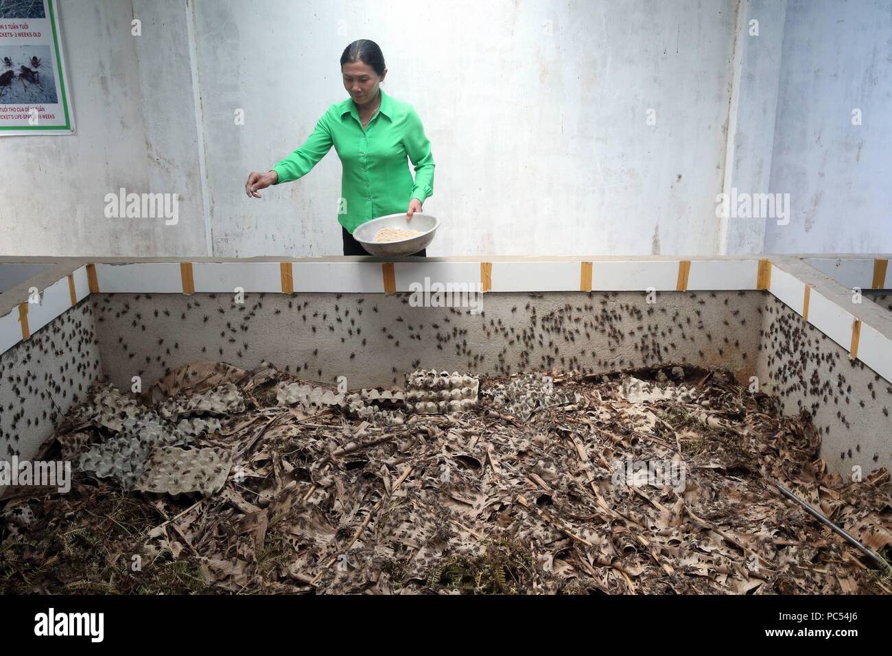 Ferme de cricket. Les insectes comestibles. Dalat. Le Vietnam. Dans le monde d'utilisation | Banque D'Images