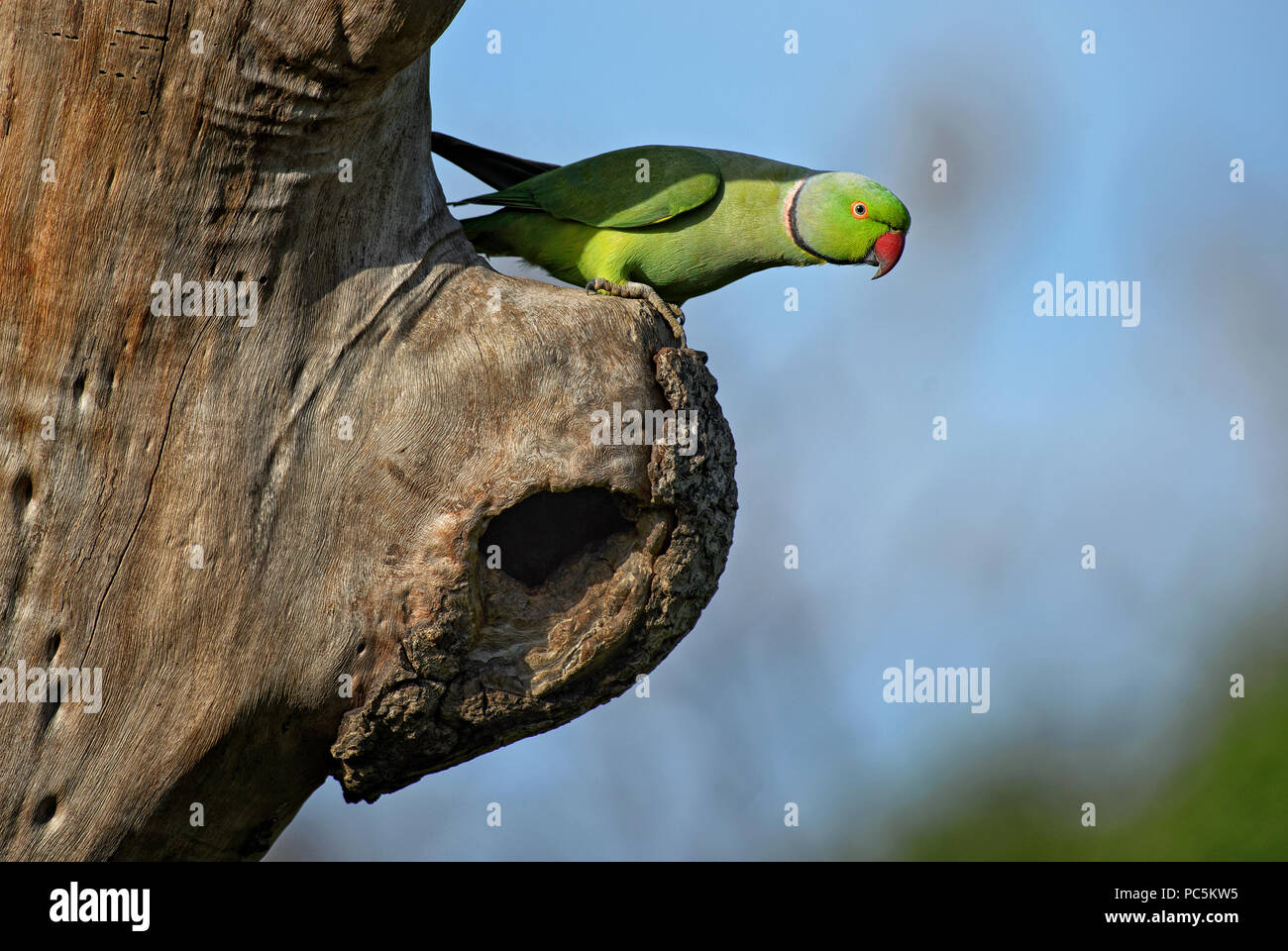 Héron pourpré - Psittacula krameri, beau bruyant perroquet vert à partir de bois et de jardins du Sri Lanka. Banque D'Images