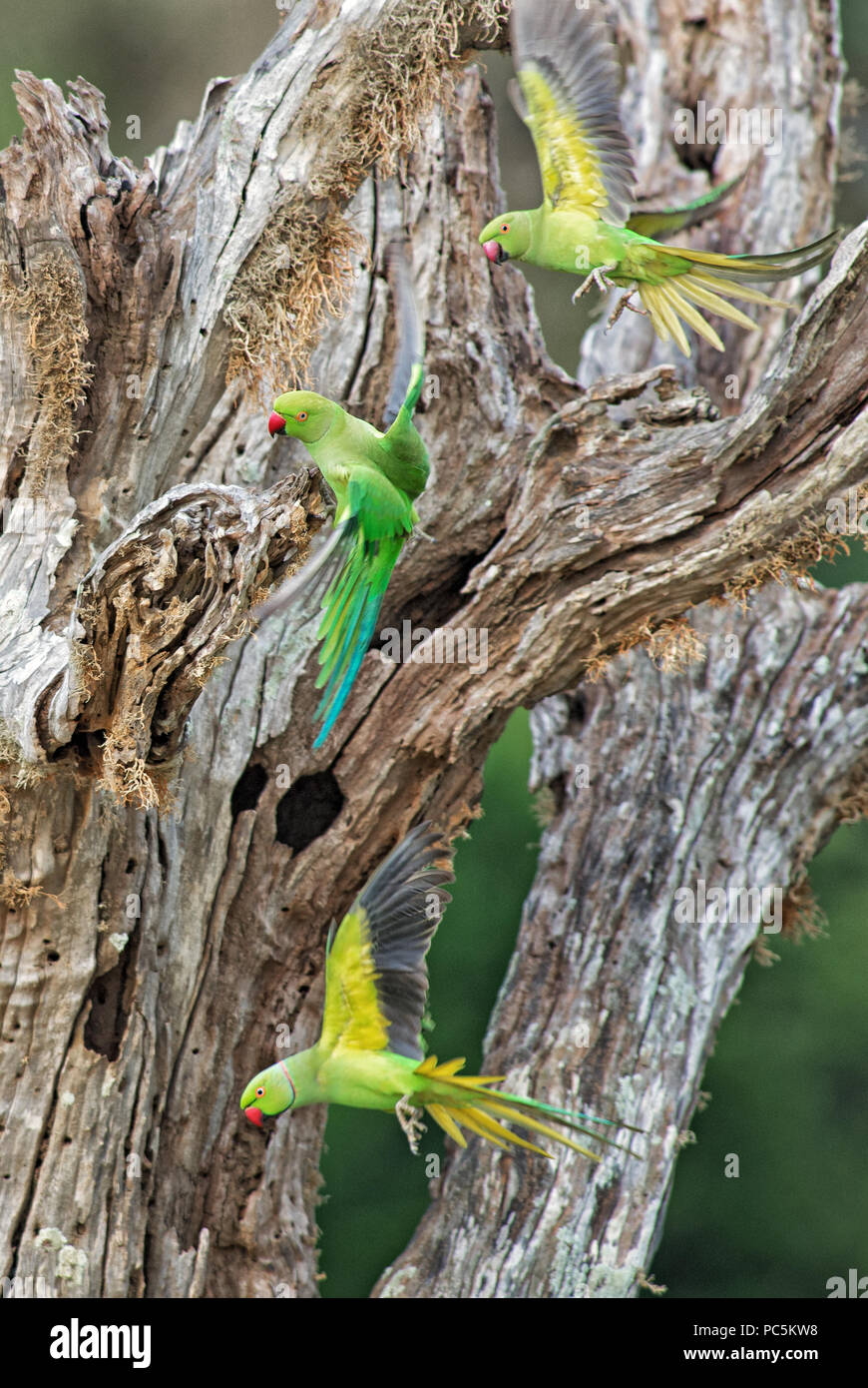 Héron pourpré - Psittacula krameri, beau bruyant perroquet vert à partir de bois et de jardins du Sri Lanka. Banque D'Images