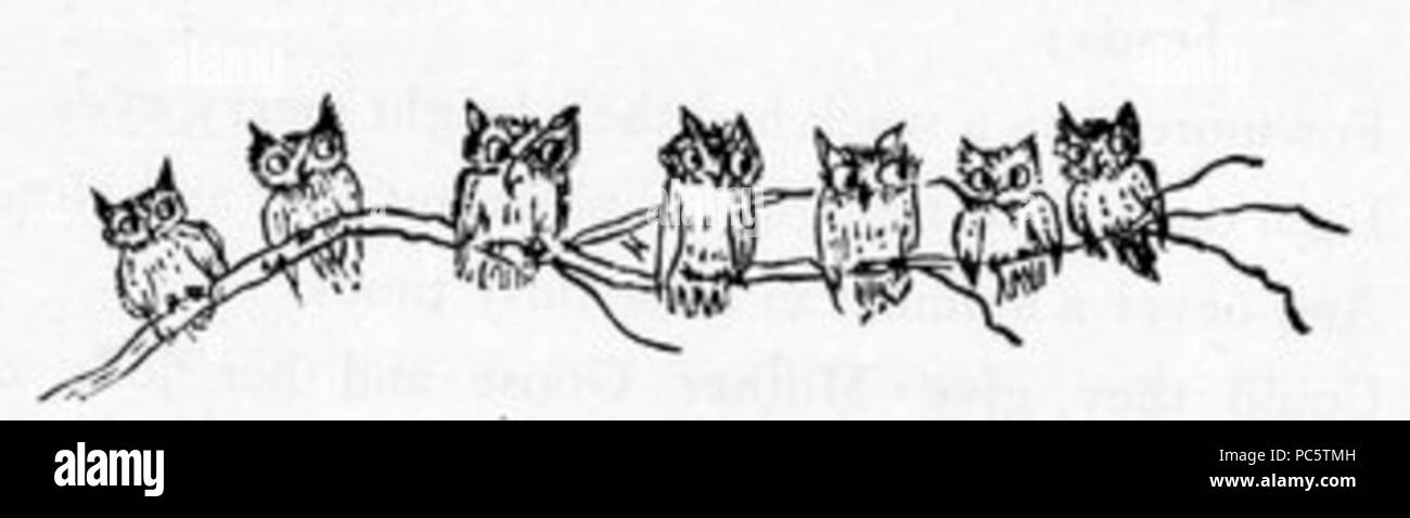 2 7 Little Owls Banque D'Images