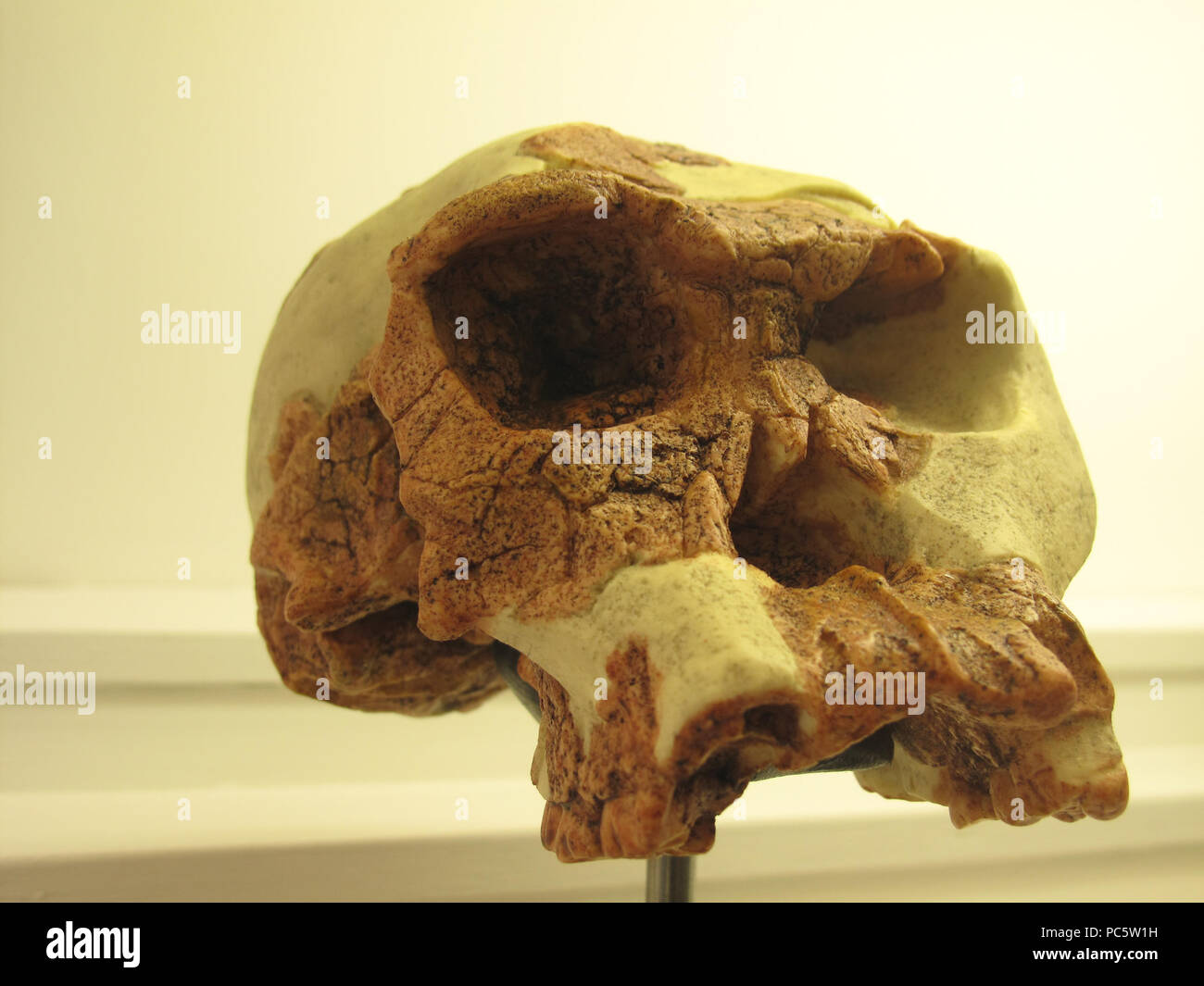 Homo habilis 283 IMG 2913 Banque D'Images