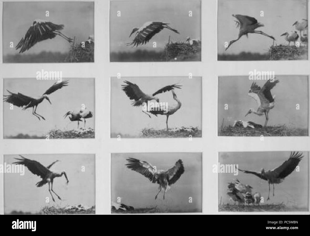 8 Anschütz Vol cigogne étude 1884 Banque D'Images