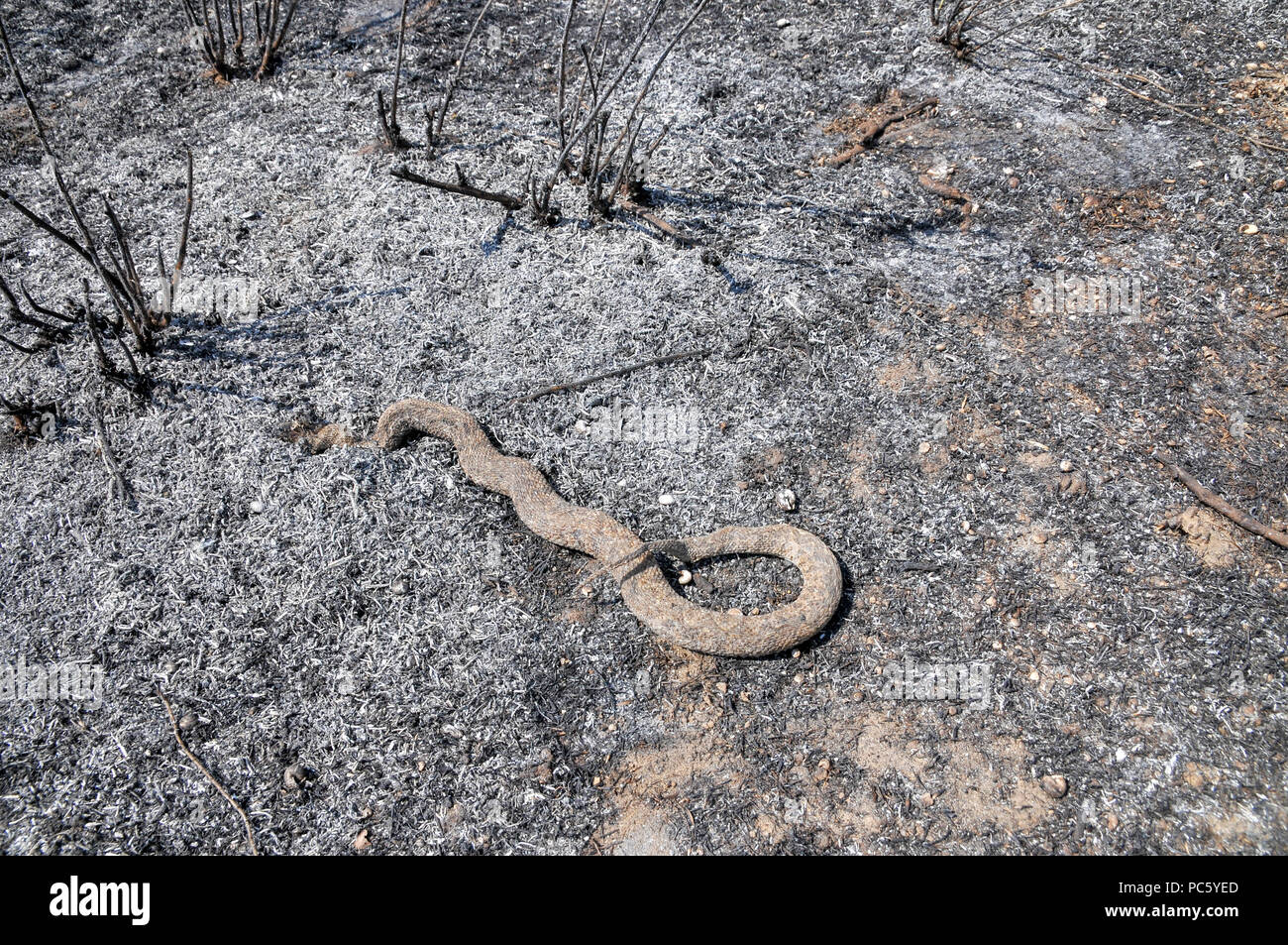 Un serpent, brûlés dans un incendie causé par des bombes qui ont été transportés de cerf-volant de Gaza avec un chiffon imbibé d'essence allumé, à mis le feu aux champs d'Israël et cr Banque D'Images