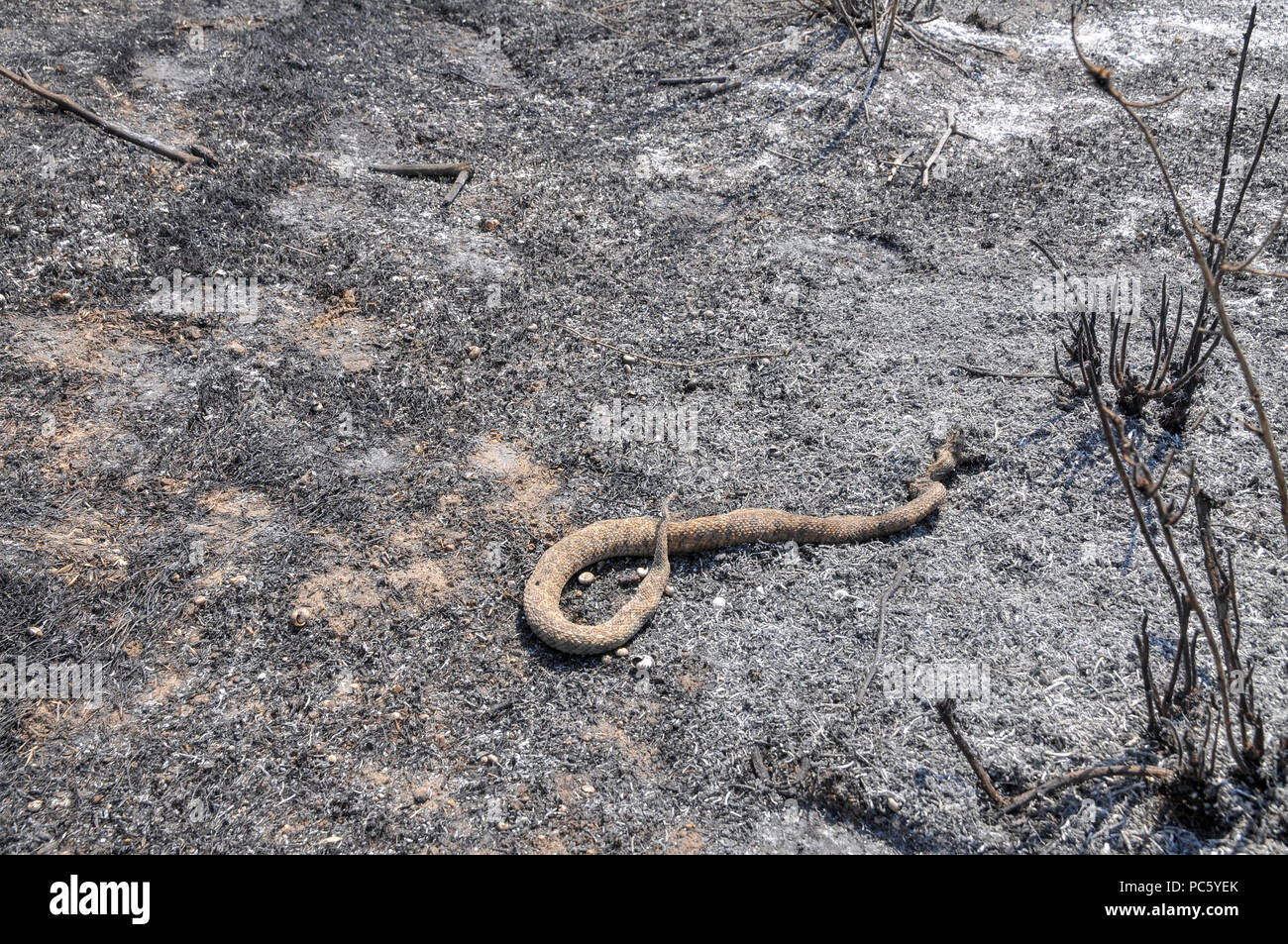 Un serpent, brûlés dans un incendie causé par des bombes qui ont été transportés de cerf-volant de Gaza avec un chiffon imbibé d'essence allumé, à mis le feu aux champs d'Israël et cr Banque D'Images