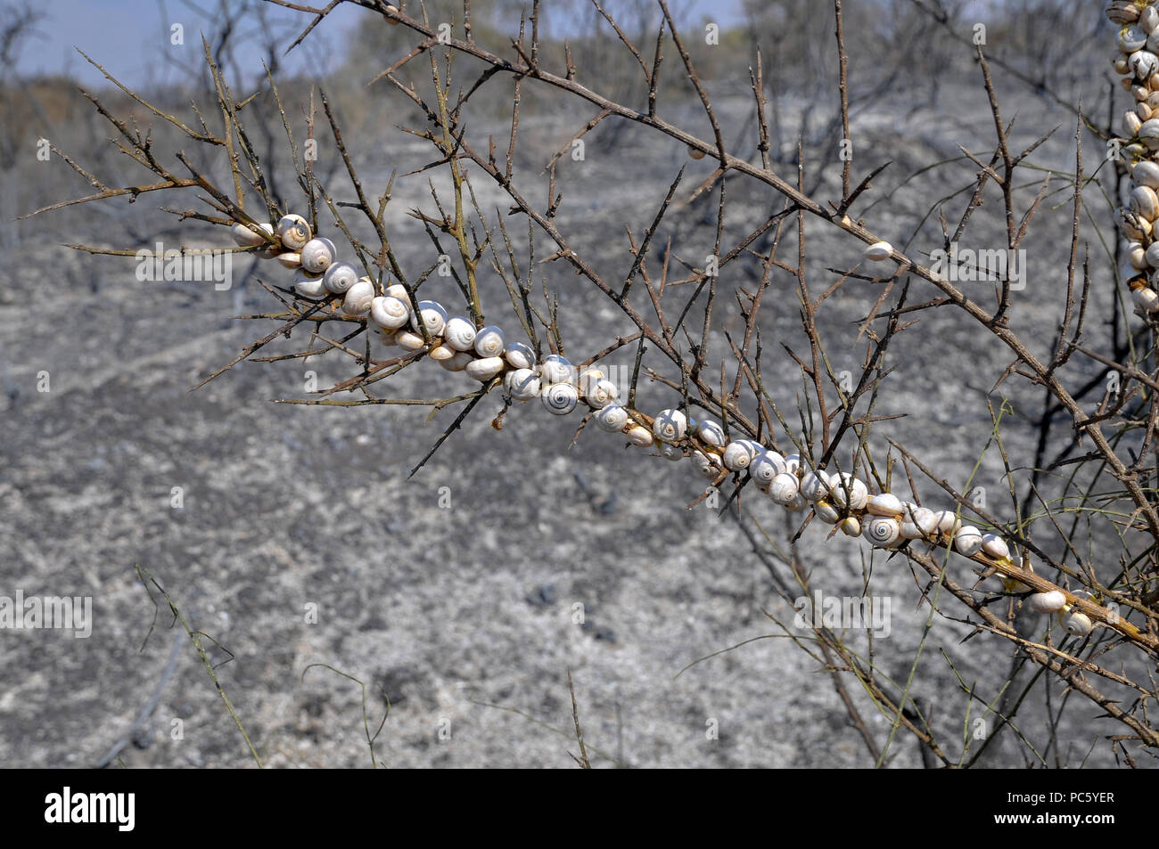 Escargots sur une branche, brûlés dans un incendie causé par des bombes qui ont été transportés de cerf-volant de Gaza avec un chiffon imbibé d'essence allumé, à mis le feu au fi Banque D'Images