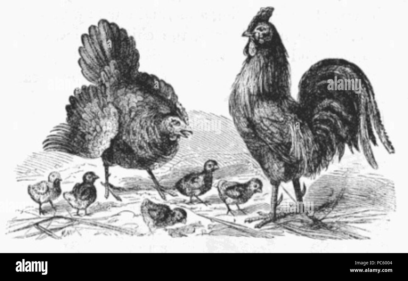 19 Famille de poulet (1) Banque D'Images