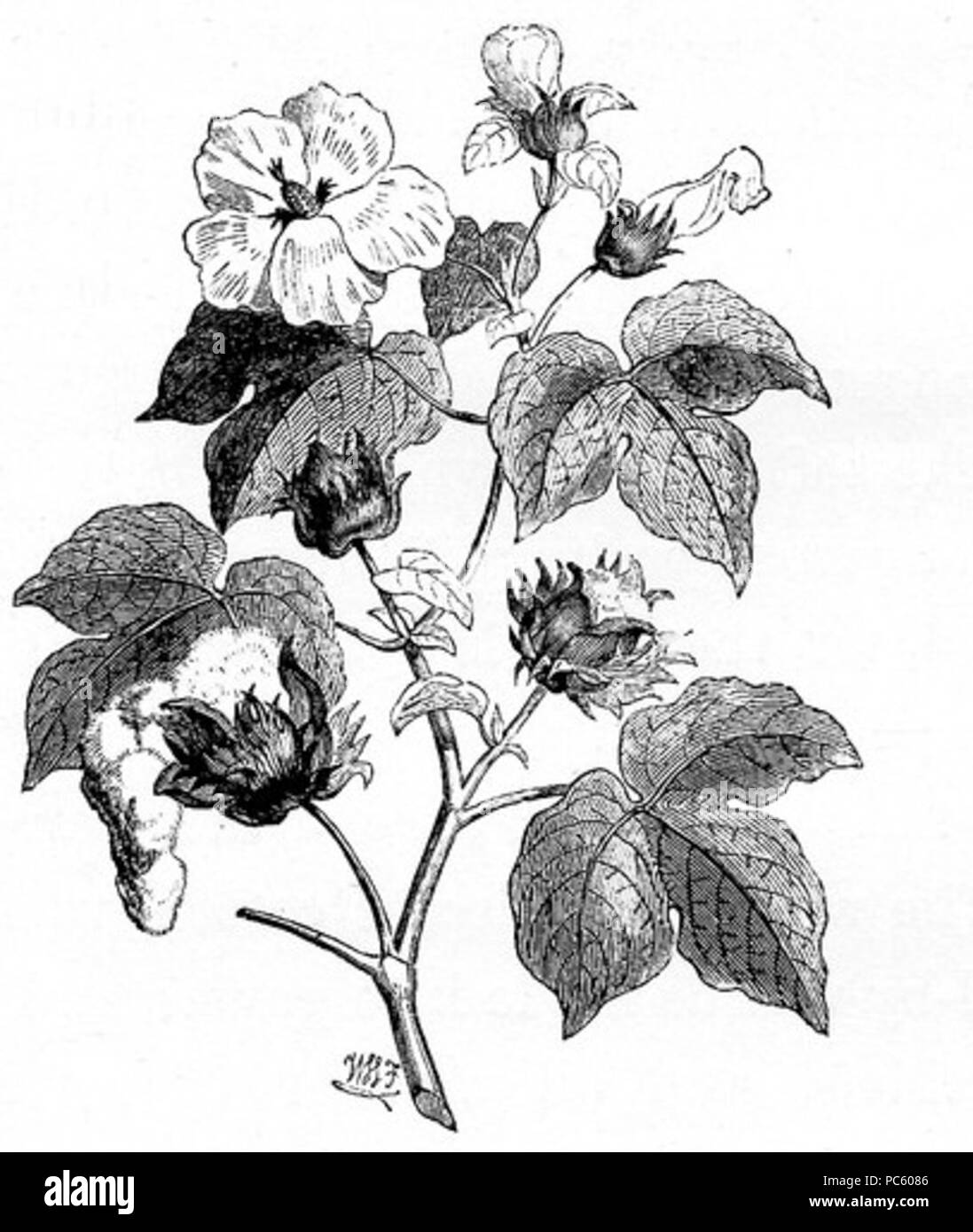 20 Dessin de l'usine de coton Banque D'Images