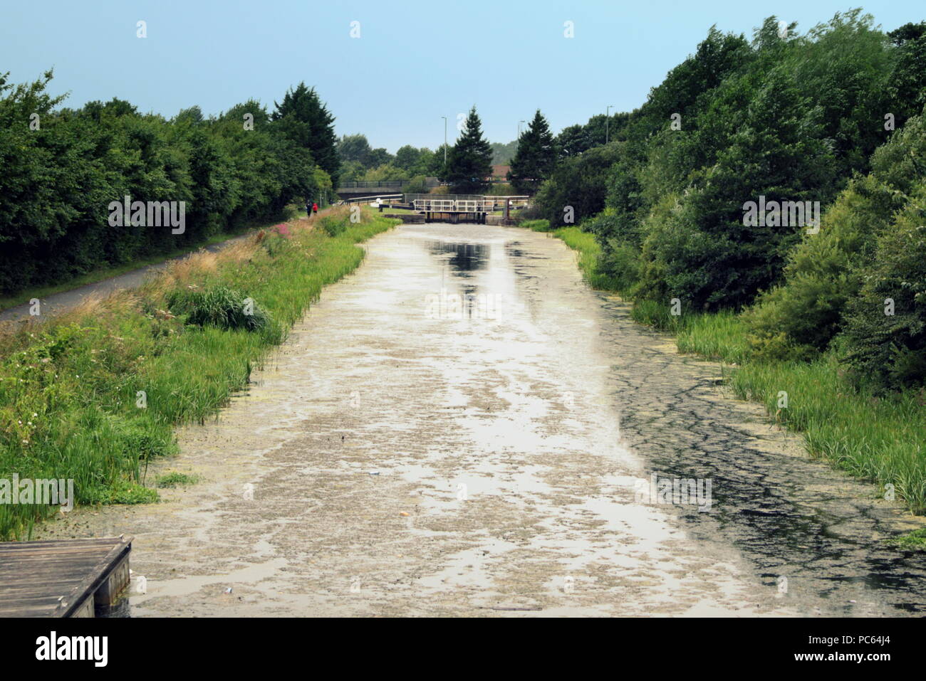 Glasgow, Écosse, Royaume-Uni le 31 juillet. Météo France : Forth et Clyde canal près de Clydebank souffre d'une croissance accrue des algues en raison de la chaleur de l'été et des rapports récents d'une réduction dans le financement augmentera ce problème en raison de la diminution du débit de la circulation des bateaux entre les serrures.L'Agence de l'Environnement a demandé au public de signaler que la prolifération d'algues peut contenir des toxines mortelles, qui peuvent provoquer des irritations des yeux et de la peau et d'estomac. Gérard Ferry/Alamy news Banque D'Images