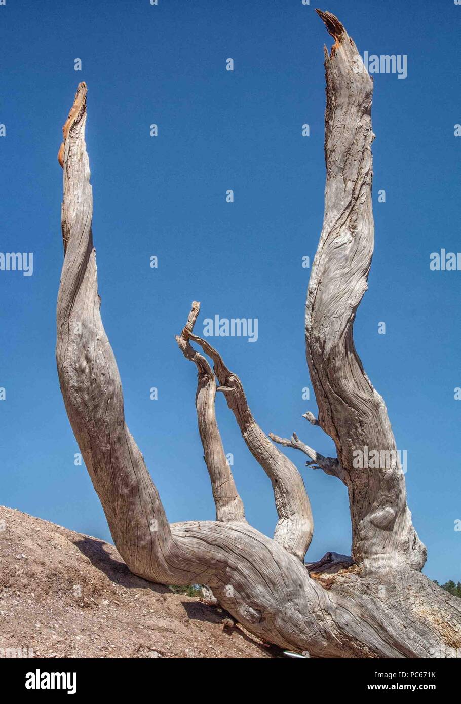 L'Utah, USA. 2 juin, 2018. Un ensemble de branches d'arbres dénudés, blanchis sont affichés comme la sculpture à l'Bryce Point oublier dans le Parc National de Bryce Canyon, Utah. Le parc est une destination de voyage populaires auprès des touristes et vacanciers. Credit : Arnold Drapkin/ZUMA/Alamy Fil Live News Banque D'Images