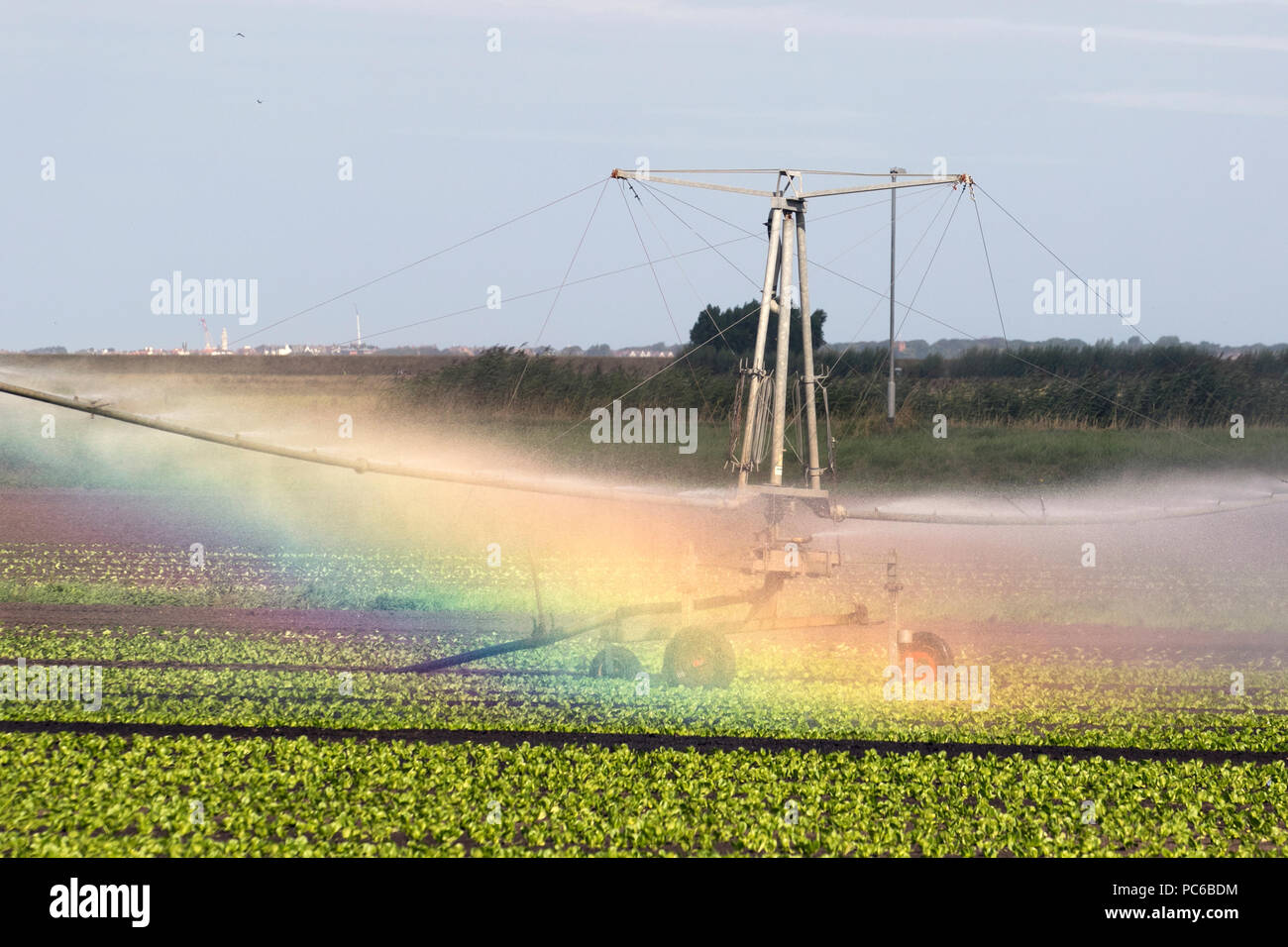 Tarleton, Lancashire. 1er août 2018. Météo France : Retour de temps chaud et sec en tant que travailleurs migrants suivent un semoir automatique, la plantation des semis de laitue dans la zone connue sous le saladier de West Lancashire. Besoin d'irrigation des cultures nouvellement plantés par temps ensoleillé qui est fournie par une pulvérisation d'impulsion de l'agriculture, les gouttelettes de capture la lumière du soleil et qui reflètent les couleurs de l'arc en ciel, un jet d'eau dans un système d'irrigation des champs, MediaWorldImages AlamyLiveNews/Crédit : Banque D'Images