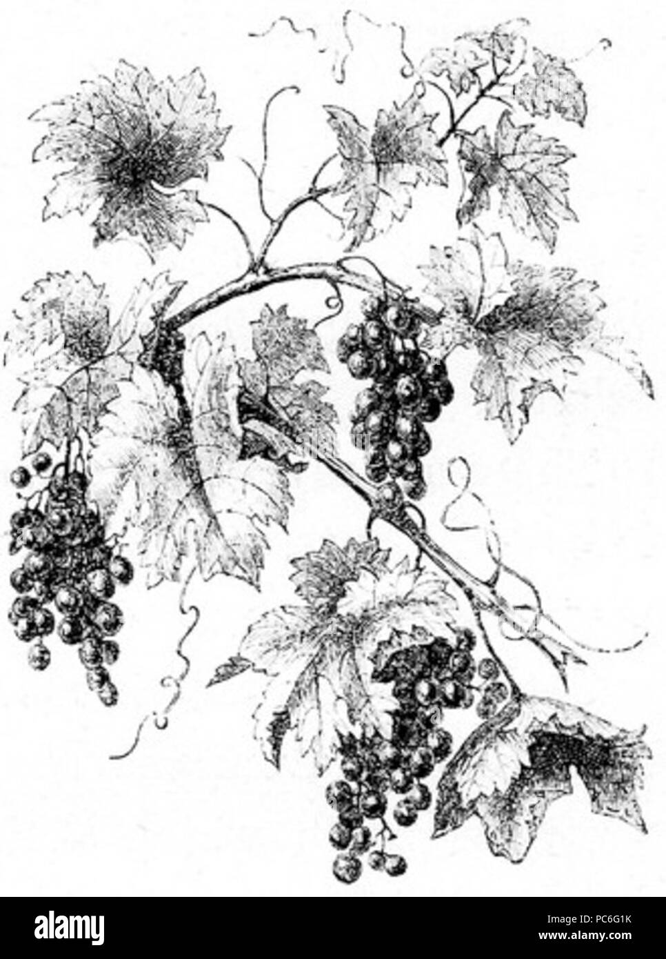 39 Dessin de Vigne Banque D'Images