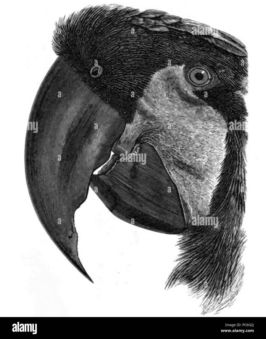 39 GrBlackCockatooLyd Banque D'Images