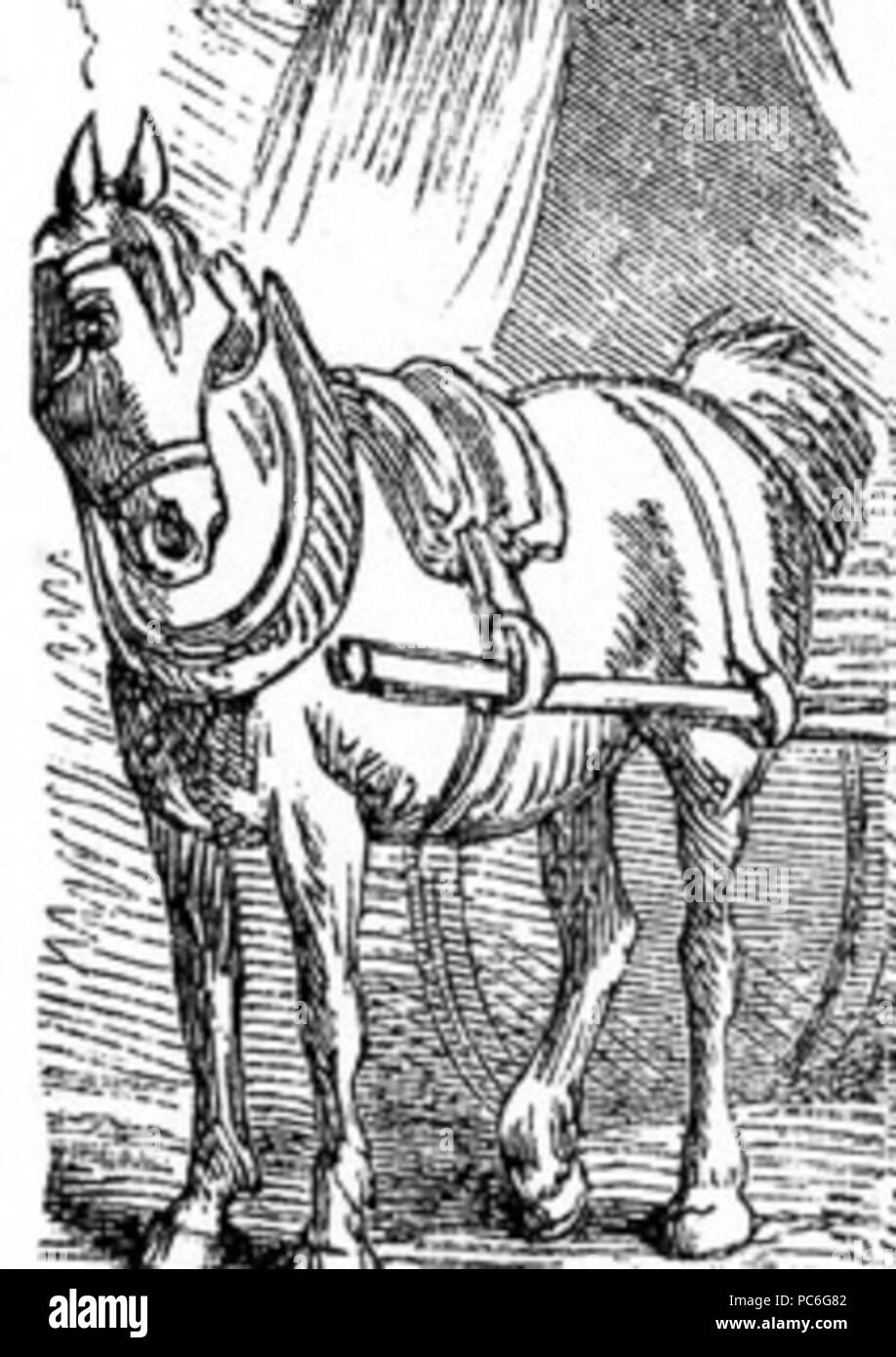 41 Dessin cheval harnaché Banque D'Images