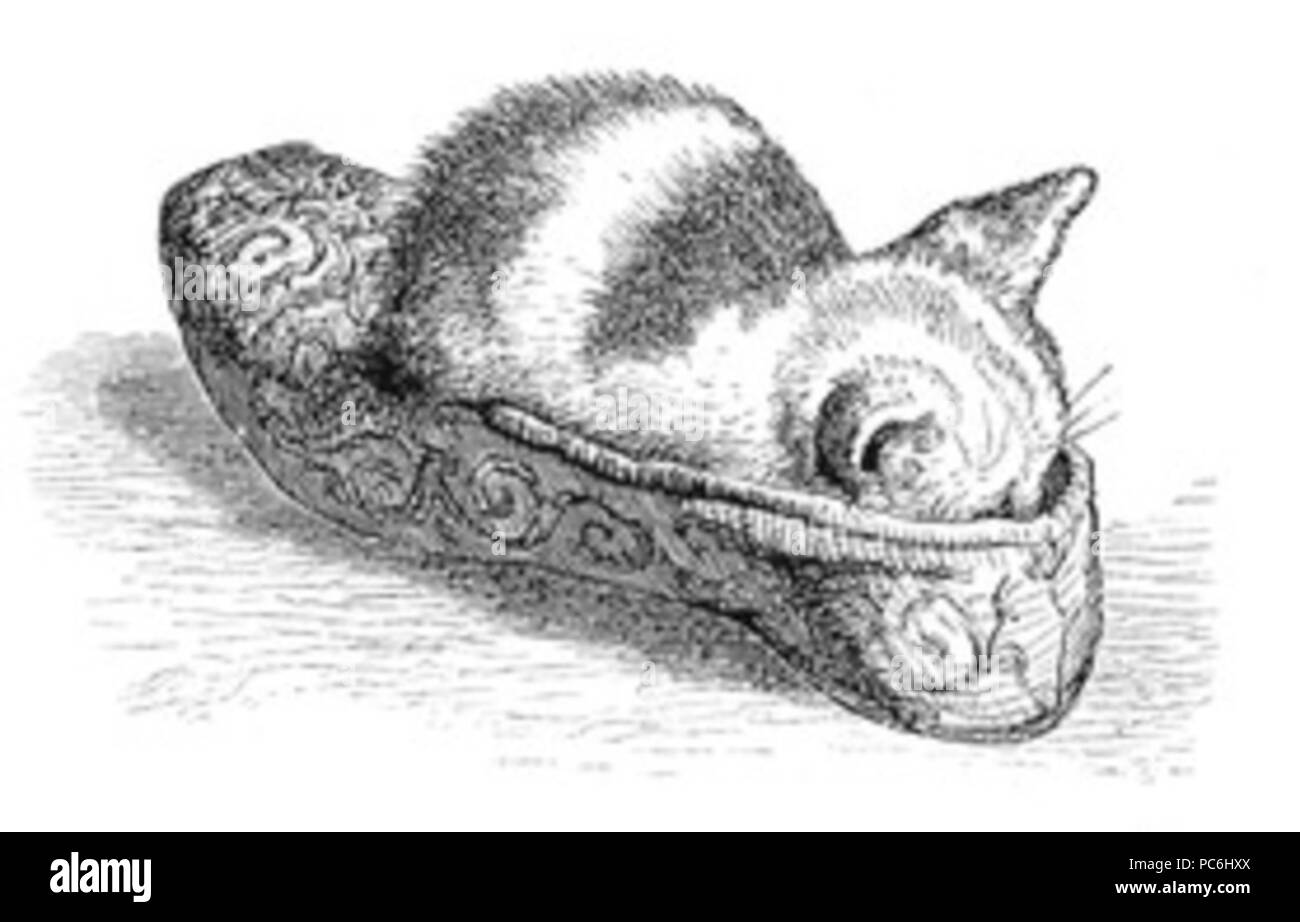 54 chaton dans la pantoufle Banque D'Images