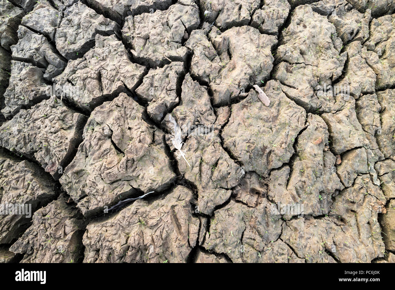 La boue craquelée avec de nouvelles pousses qui grandissent au cours de la sécheresse de l'été de 2018, UK Banque D'Images