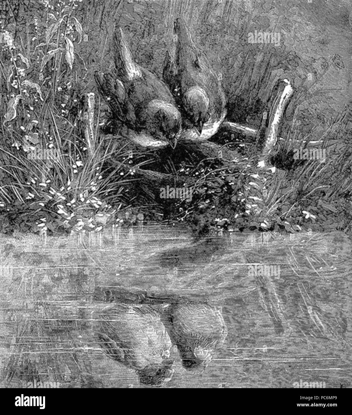 76 La réflexion (1) Banque D'Images