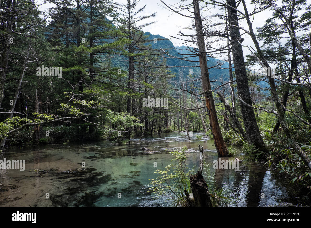 La nature vierge dans le Nord de l'Alpes Japonaises près de Kamikochi. La zone humide est connu comme le Dakesawa-shitsugen marsh. Banque D'Images