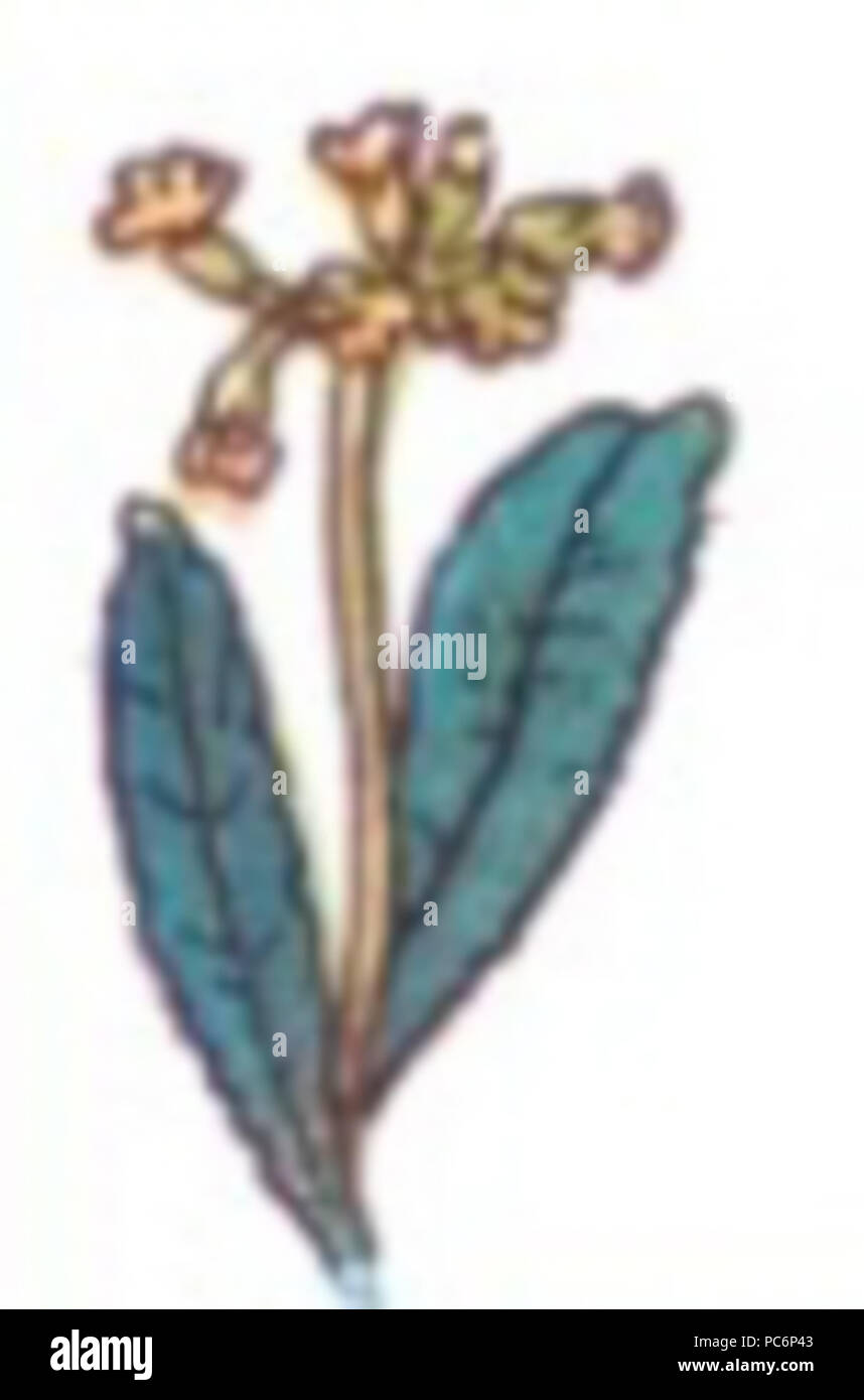 95 Fleur jaune (1) Banque D'Images