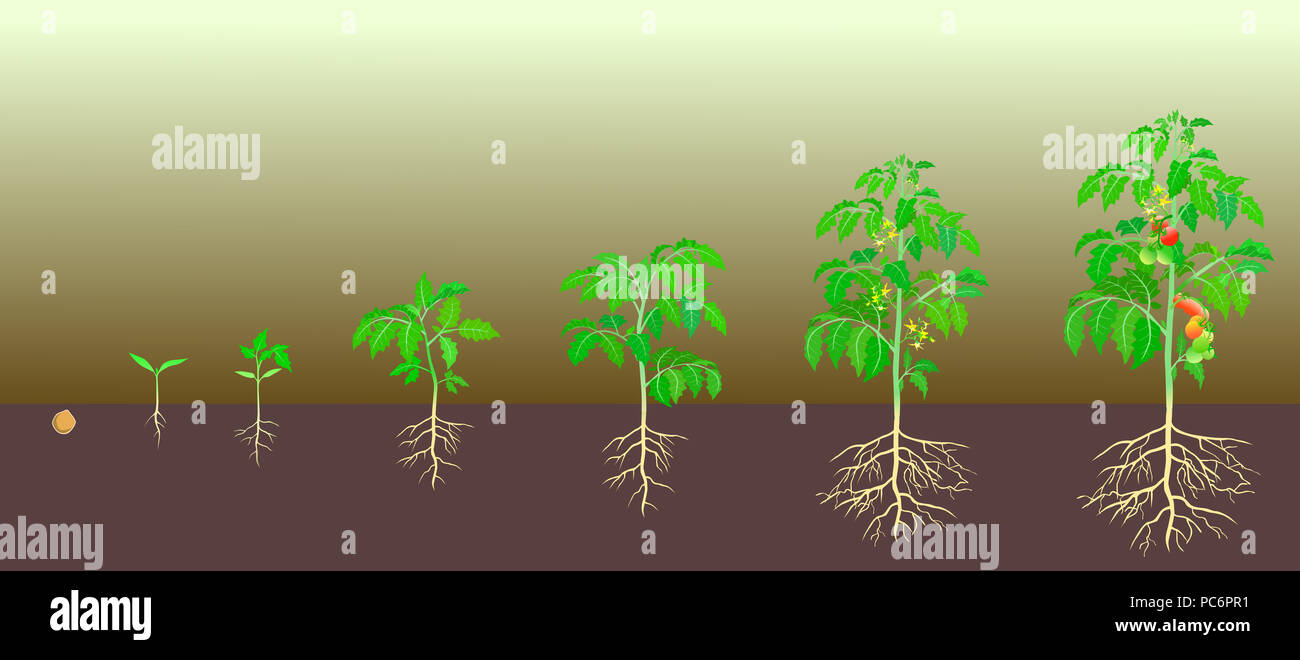 Stade de croissance tomate illustrations à partir de semences à l'échéance Banque D'Images