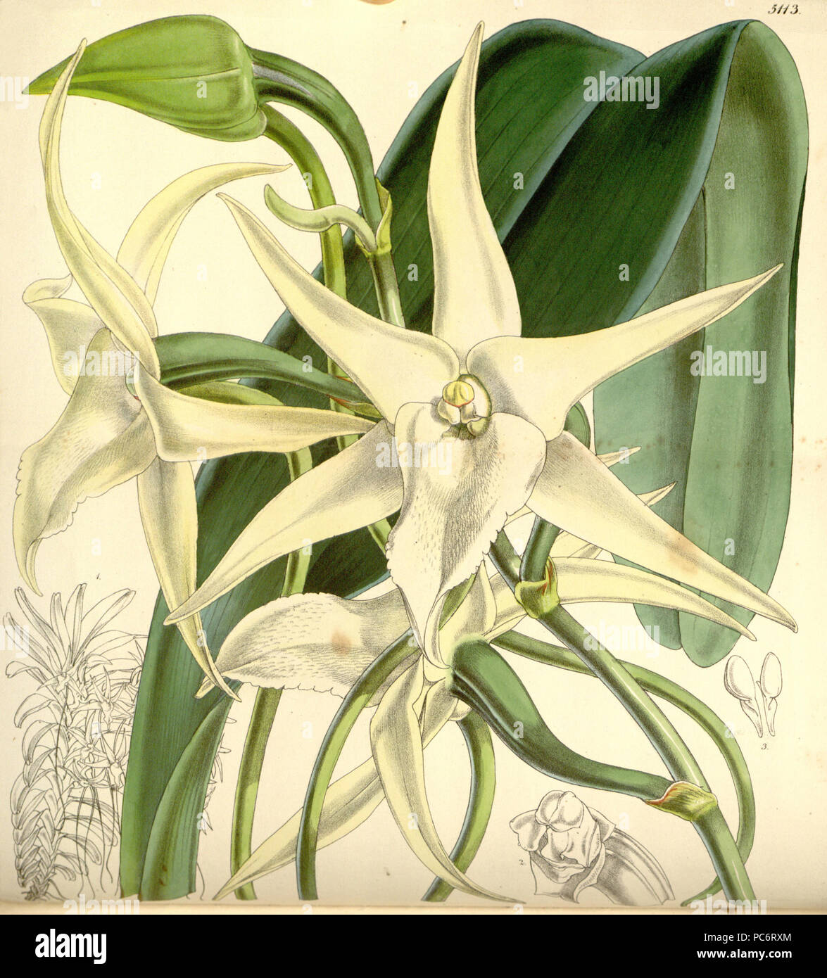 Angraecum sesquipedale 47 - Curtis' 85 (Ser. N° 3 15) pl. 5113 (1859) Banque D'Images