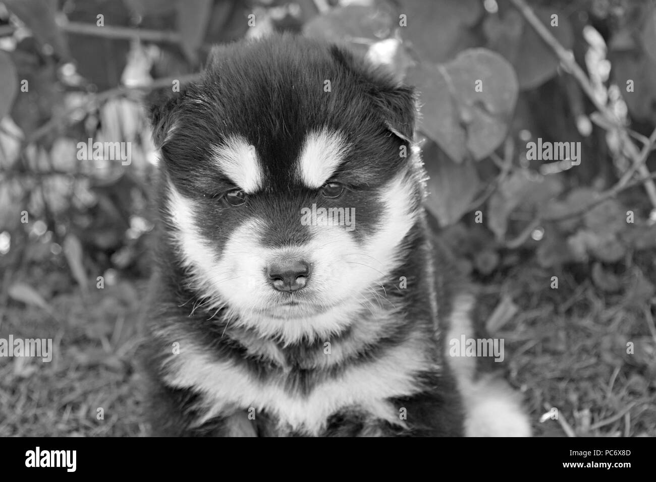 Chiot noir et blanc Banque D'Images