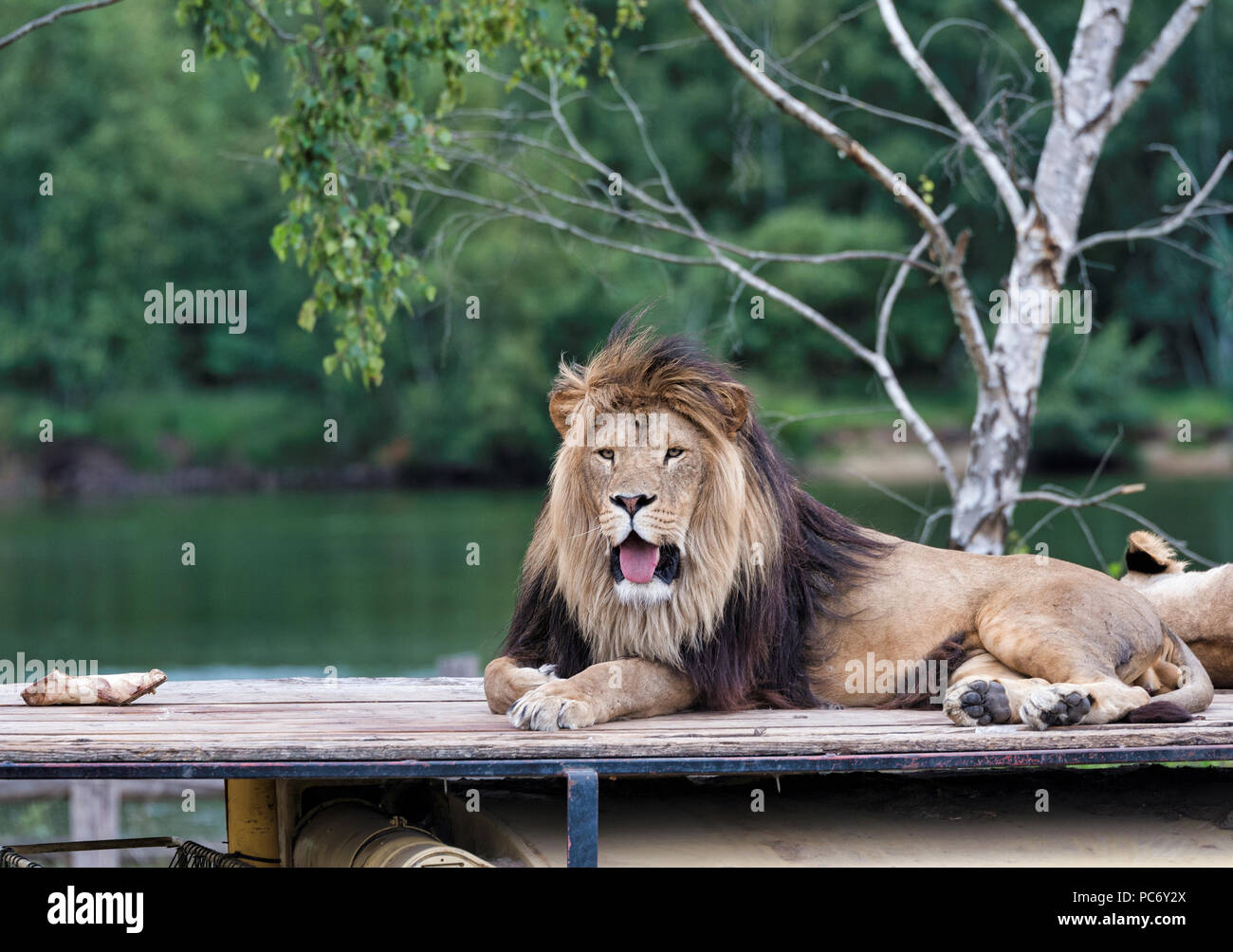 African Lion Safari sur toit de voiture avec un lion femelle à côté de lui Banque D'Images