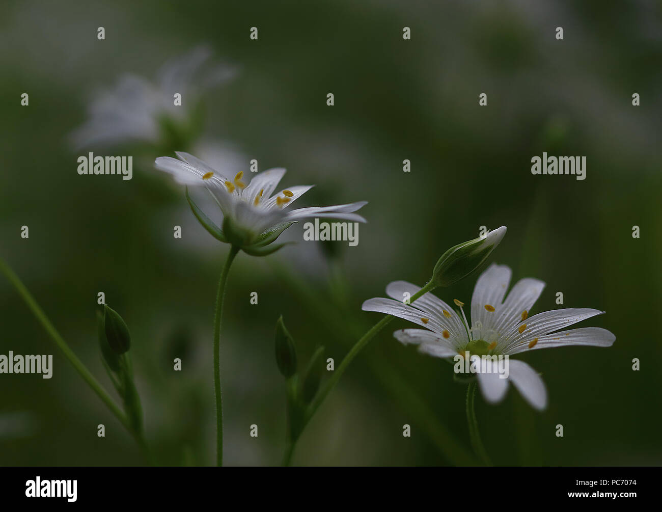 Macro de fleurs blanc Stellaria media mouron des oiseaux sous le doux soleil du printemps Banque D'Images