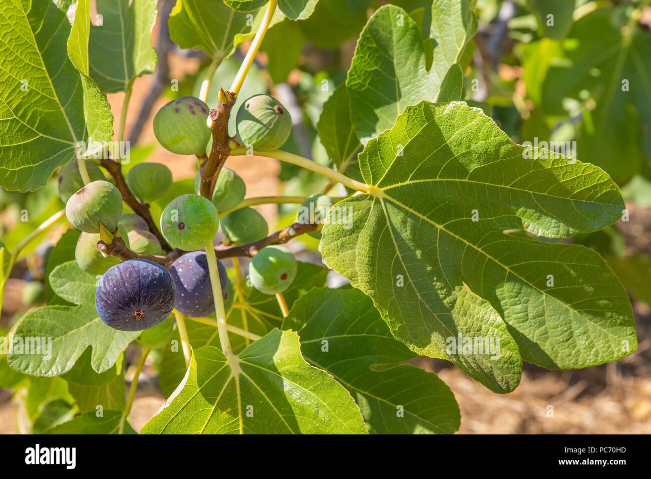 Groupe de figs que fruits suspendu à fig rameaux avec feuilles Banque D'Images