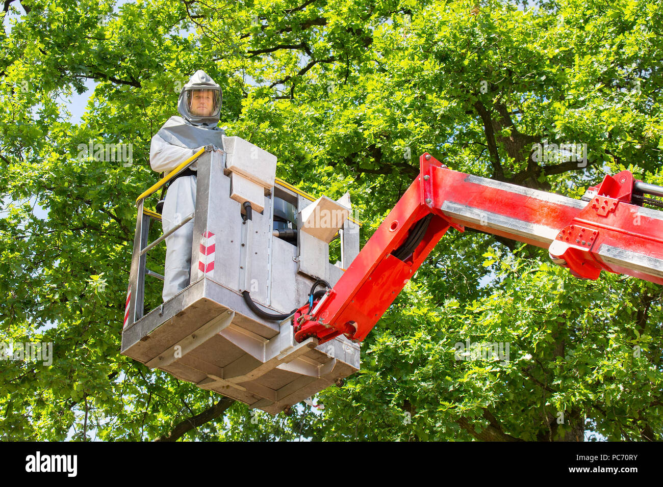 L'homme dans les vêtements de travail de protection élimine les chenilles en procession chêne plate-forme aérienne Banque D'Images