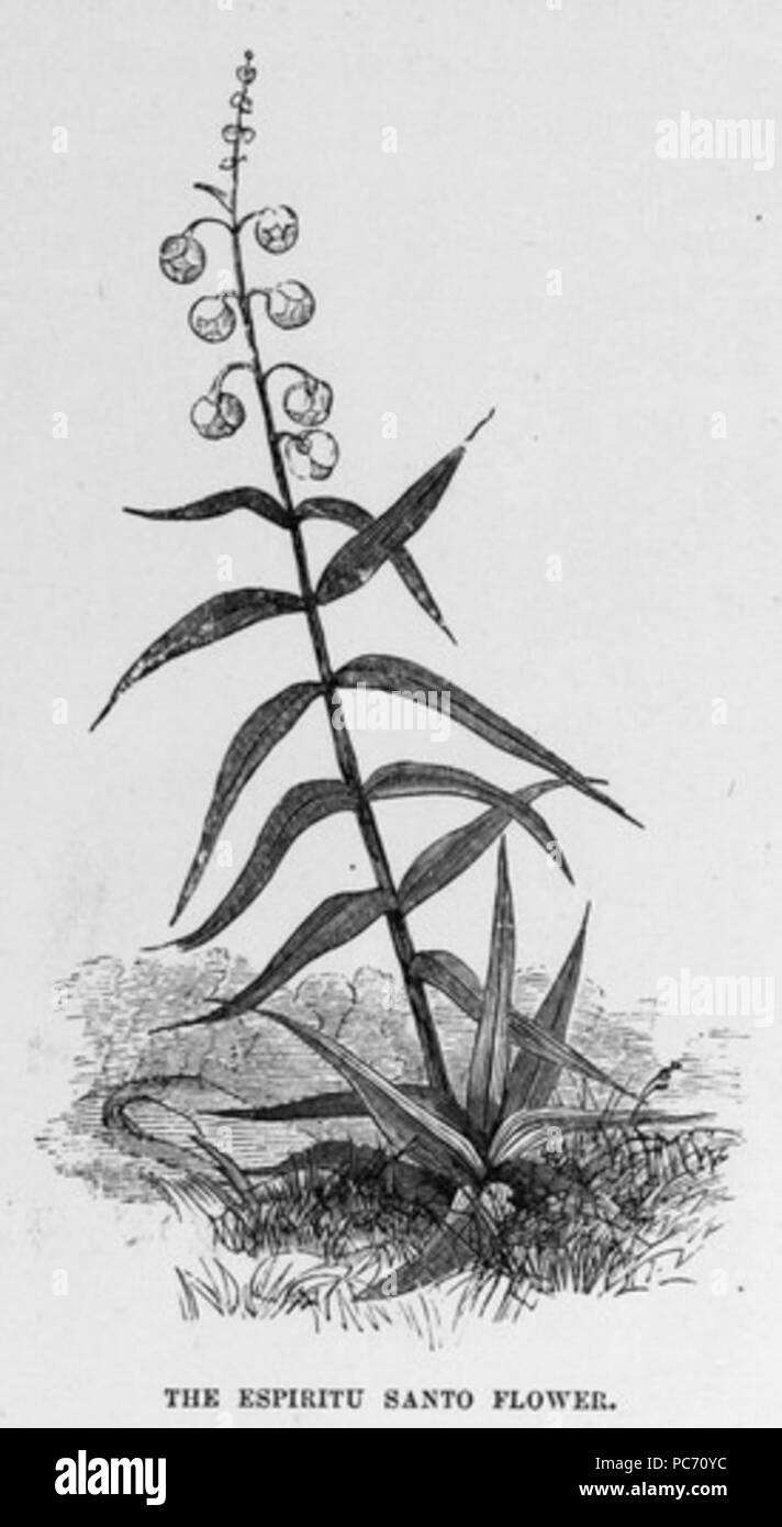 32 Dessin de fleurs d'Espiritu Santo Banque D'Images