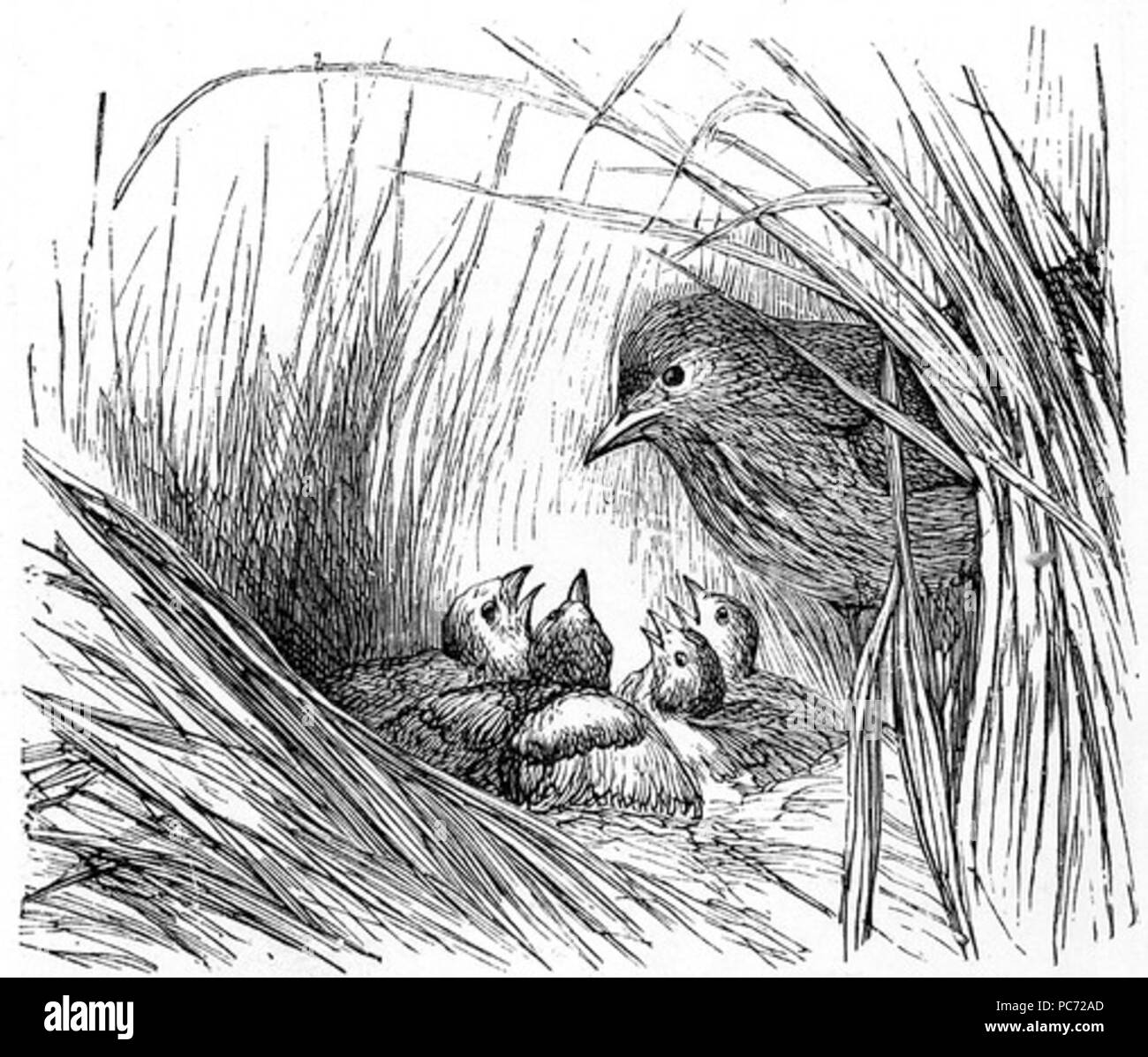 56 Lark nest Banque D'Images