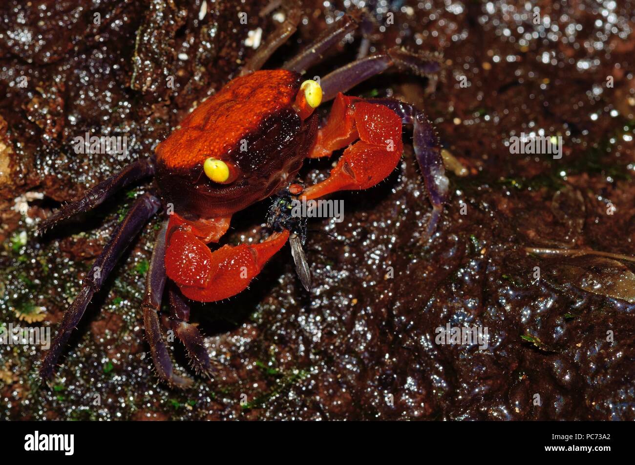 Crabe Vampire Banque D Image Et Photos Alamy Crabe Vampire Banque D Image Et Photos Alamy