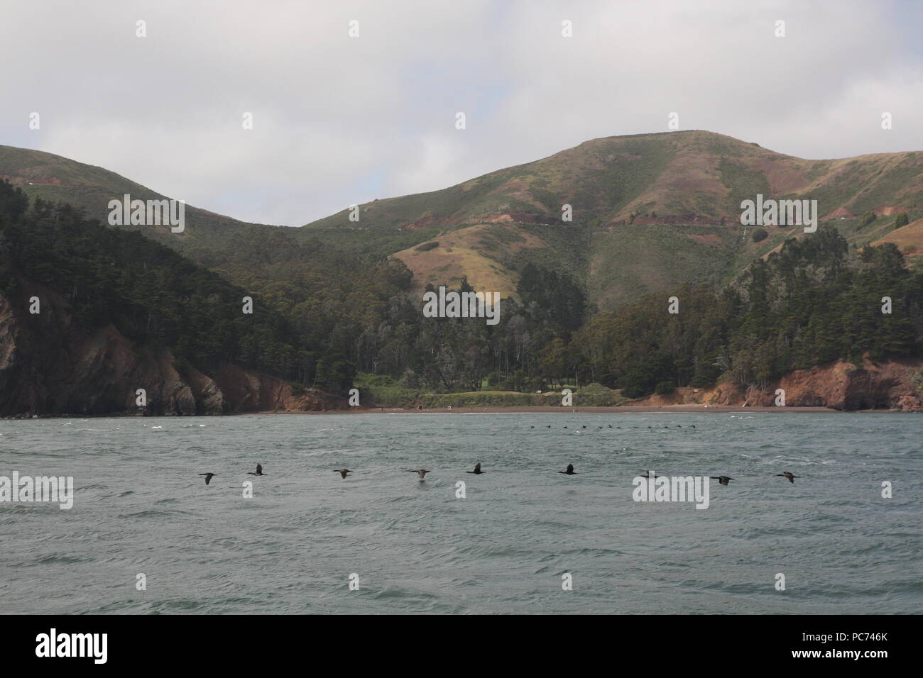 Les oiseaux de mer sauvages battant dans une rangée à la baie de San Francisco, California USA Banque D'Images
