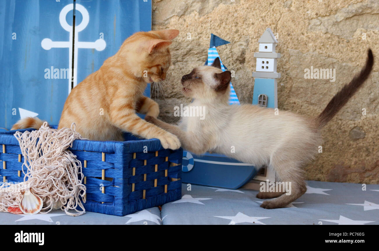 Deux chatons chat domestique (gingembre, 3 mois, et thaïlandais, chaton de 7 semaines) de jouer les uns avec les autres Banque D'Images