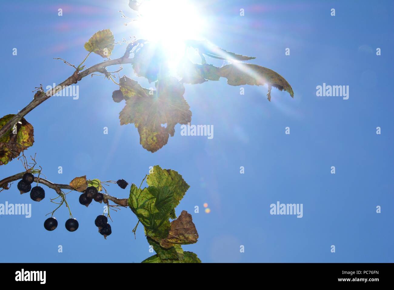 Le noir les baies séchées avec brown feuilles sur la branche en face de ciel bleu avec du soleil Banque D'Images