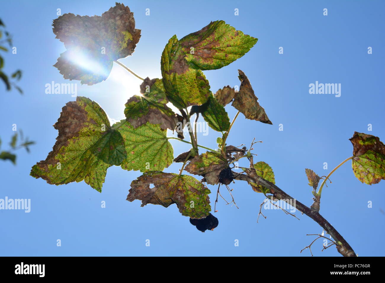 Le noir les baies séchées avec brown feuilles sur la branche en face de ciel bleu avec du soleil Banque D'Images