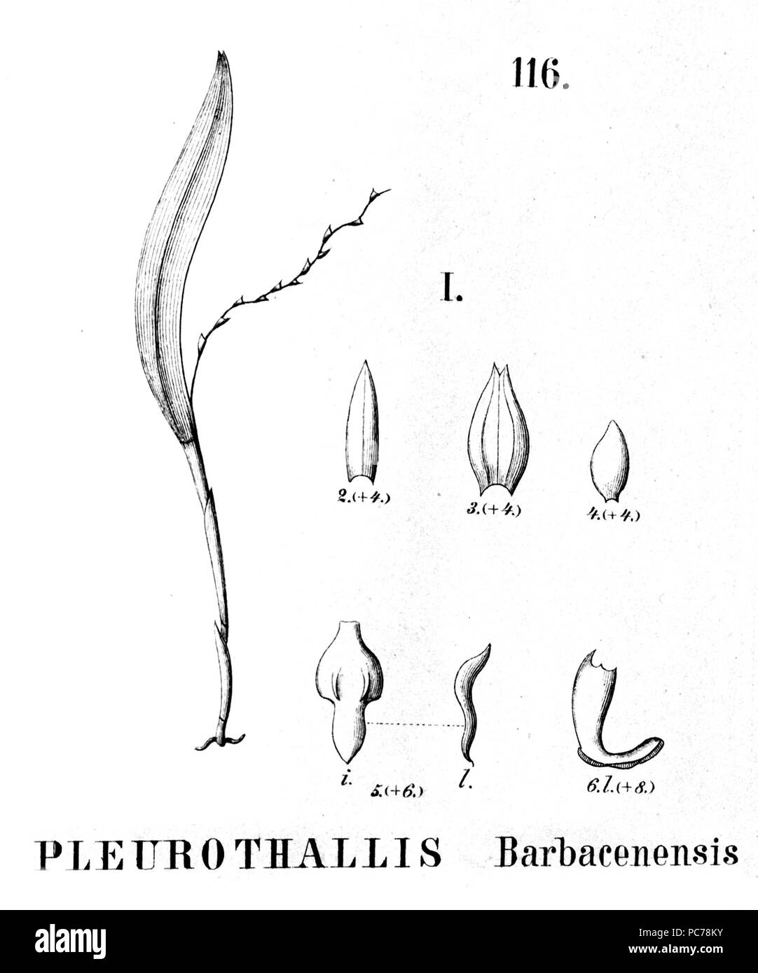 25 Acianthera hygrophila (comme barbacenensis Pleurothallis - à partir du FL.br.3-4-116 - fig. Je Banque D'Images