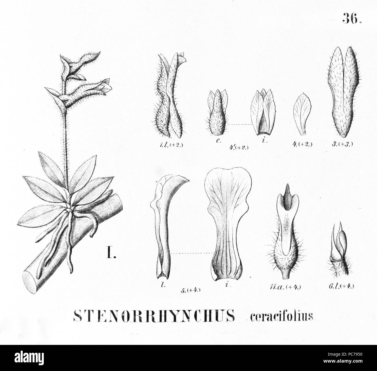 Ceracifolia 359 Lankesterella (comme ceracifolium Stenorrhynchos) - découpe de Flora Brasiliensis 3-4-36-fig I Banque D'Images