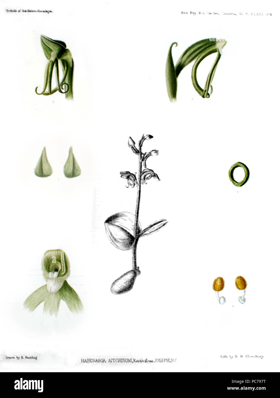 263 Habenaria diphylla (comme Habenaria aitchisonii var. josephi) - Les orchidées de l'Sikkim-Himalaya pl 408 (1898) - photoshopped Banque D'Images