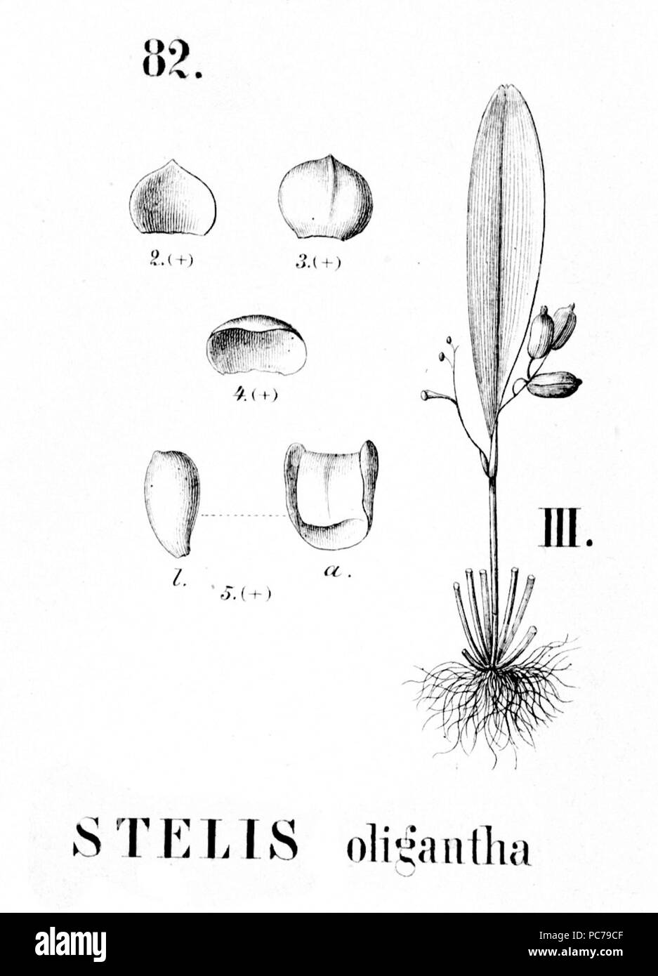 575 Stelis oligantha - découpe de Flora Brasiliensis 3-4-82 fig III Banque D'Images